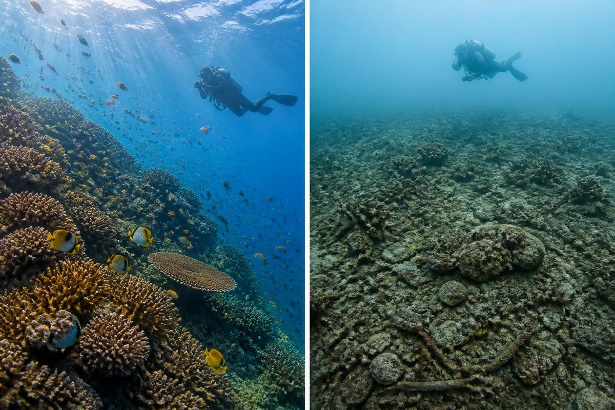 Coral reef health indicators