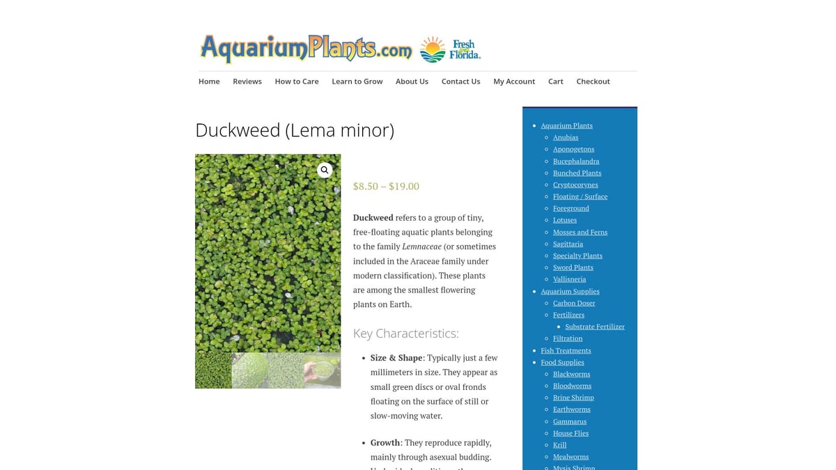 9 Best Floating Plants for Betta Fish in 2026 - Duckweed (Lemna minor)