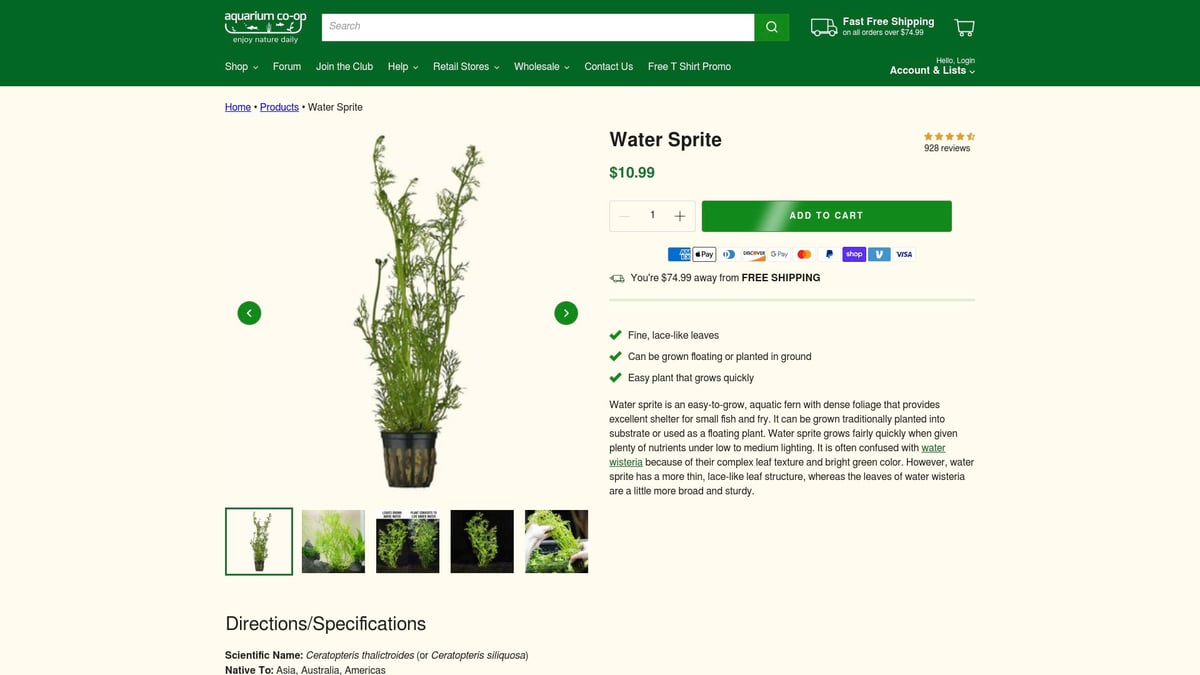 9 Best Floating Plants for Betta Fish in 2026 - Water Sprite (Ceratopteris thalictroides)