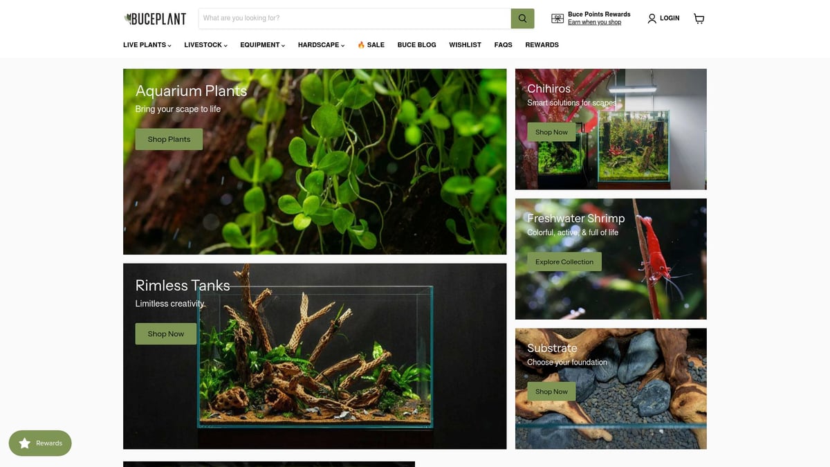 9 Best Floating Plants for Betta Fish in 2026 - Java Moss (Taxiphyllum barbieri)