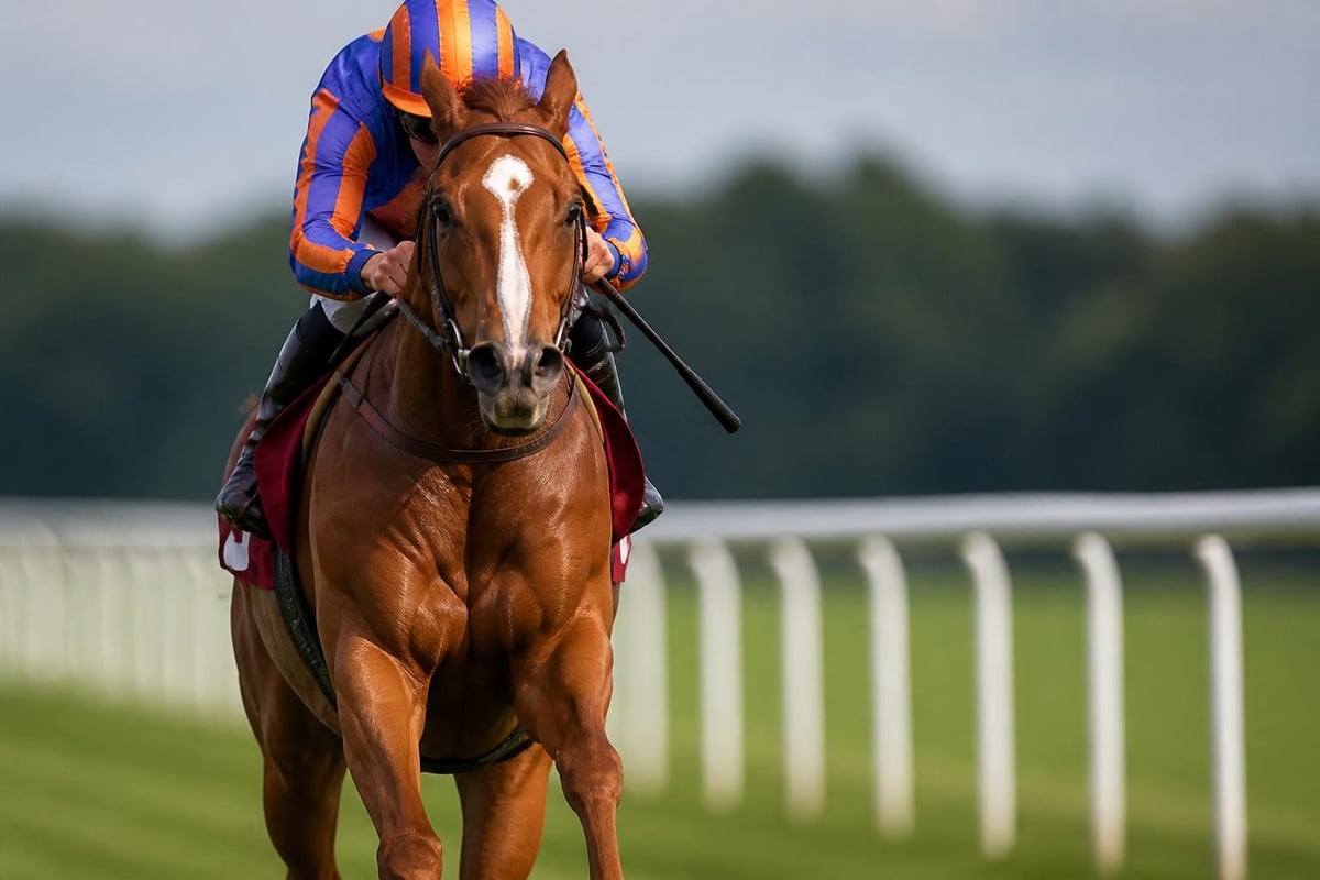Thoroughbred conformation analysis