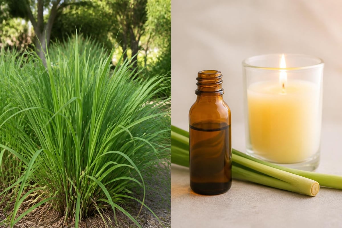 Citronella grass versus concentrated oil
