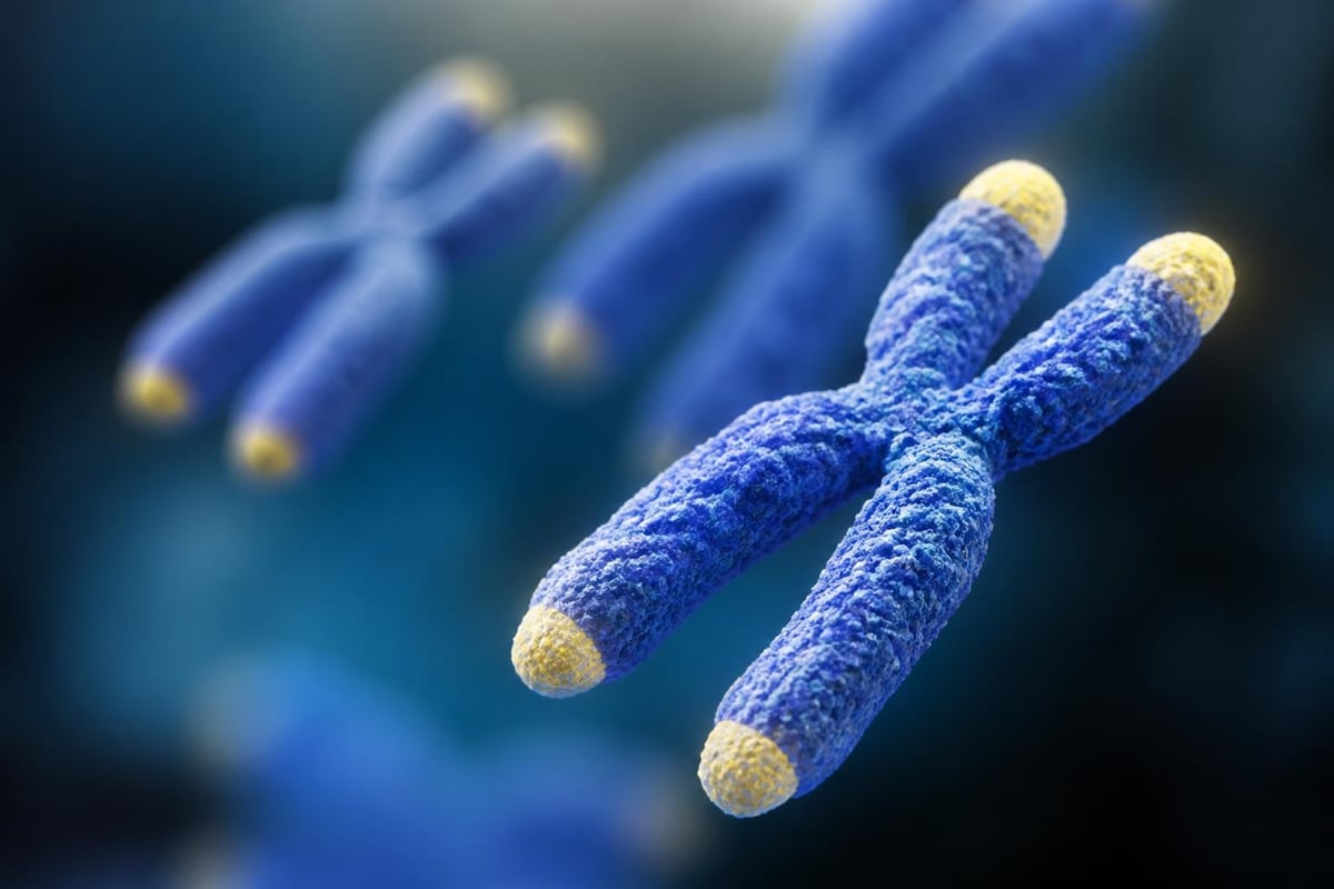 Telomere shortening during cell division