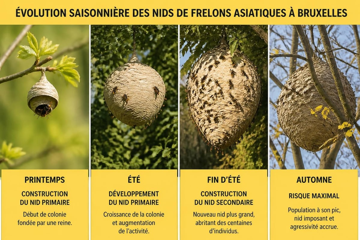 Cycle de construction d'un nid de frelon asiatique