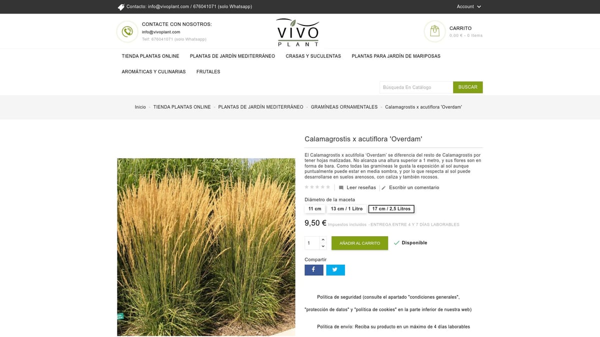 7 Plantas de Jardin Ideales para Transformar tu Espacio en 2026 - Calamagrostis x acutiflora 'Overdam' – Gramínea ornamental
