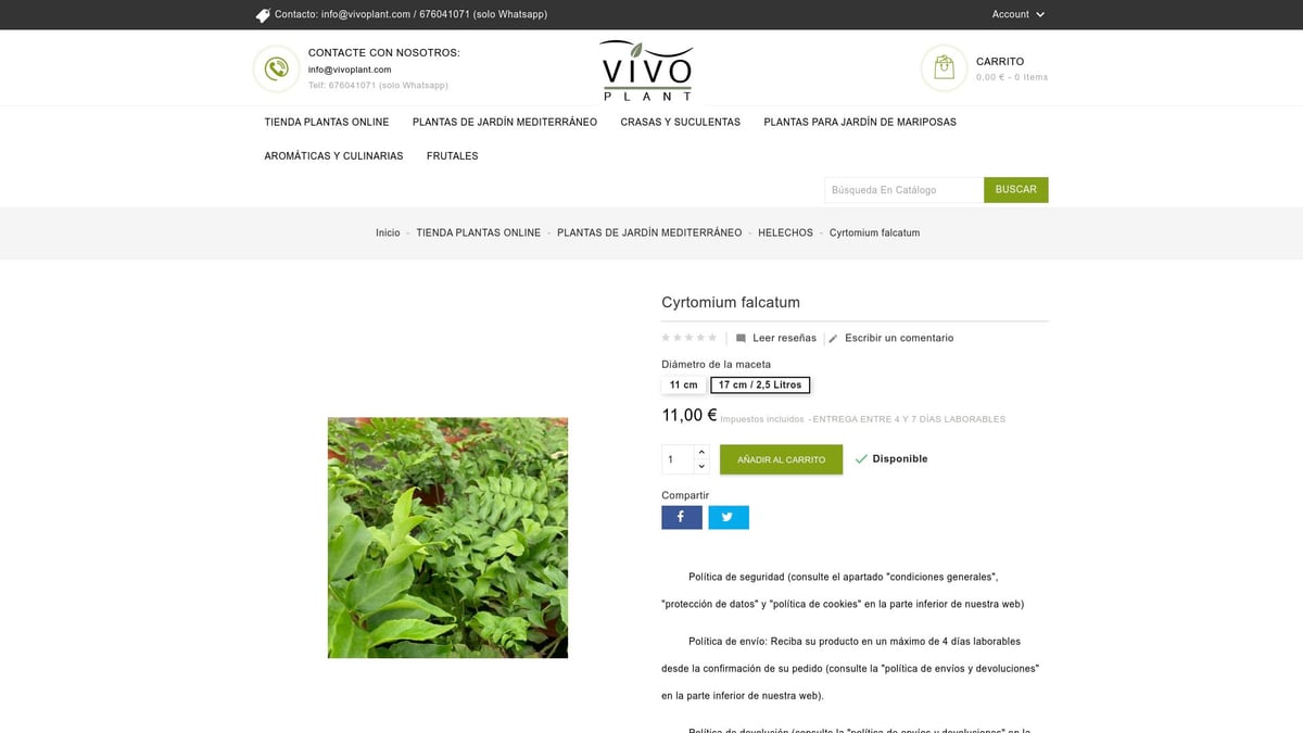 7 Plantas de Jardin Ideales para Transformar tu Espacio en 2026 - Cyrtomium falcatum – Helecho acebo