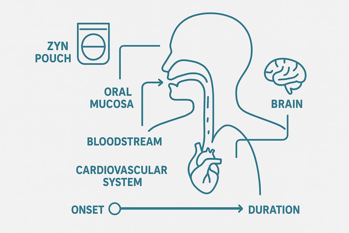 Current Scientific Research on Long-Term Zyn Use