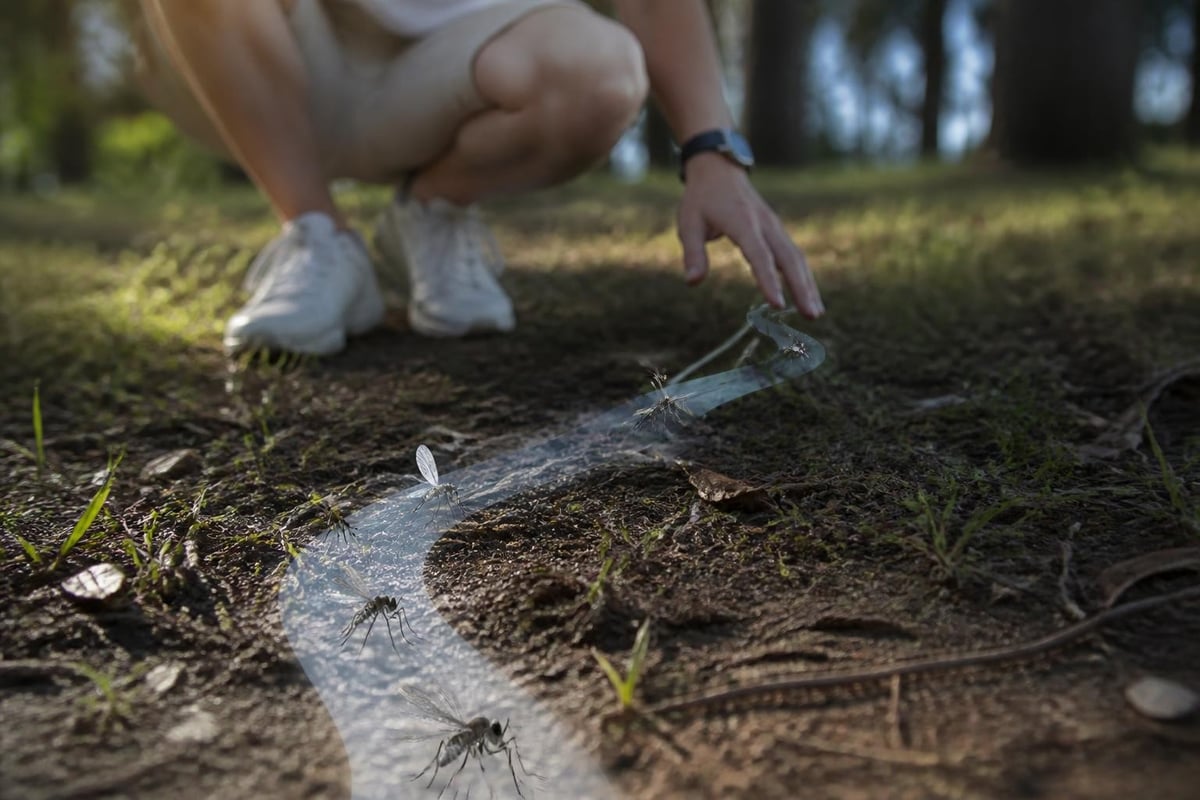 Mosquito hunting behavior and scent masking