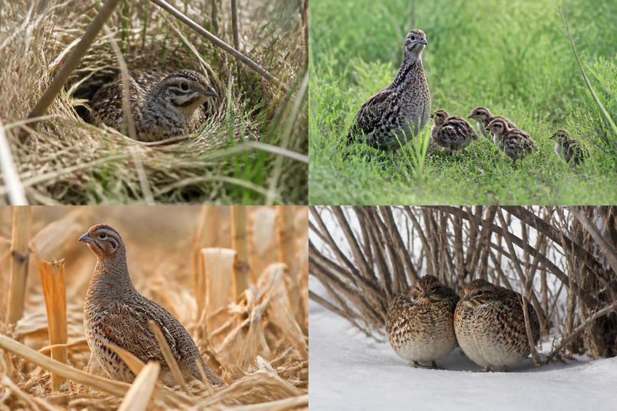 Upland bird habitat components