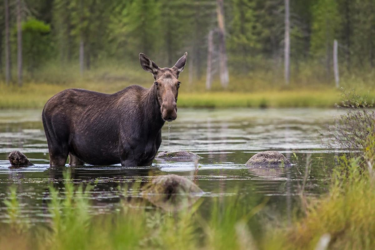 Wildlife viewing in Kennebec Valley