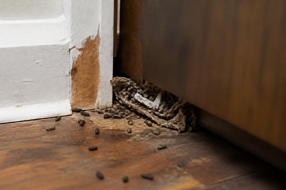 Expert Rat Pest Control Near Me in Richmond VA | SanPro 1 Early warning signs of rat infestation