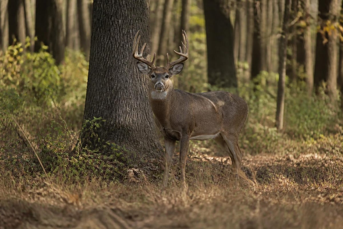 Weather impact on deer hunting