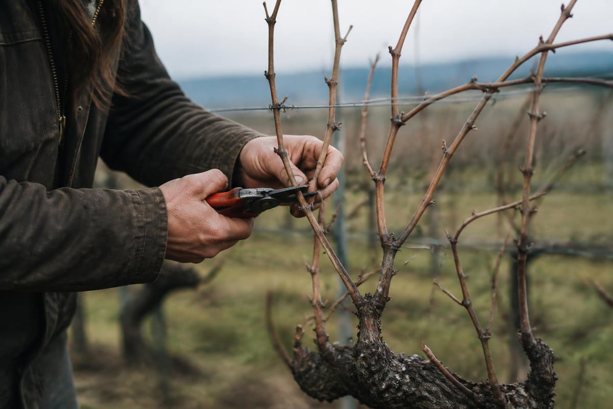 Winter vineyard renewal work