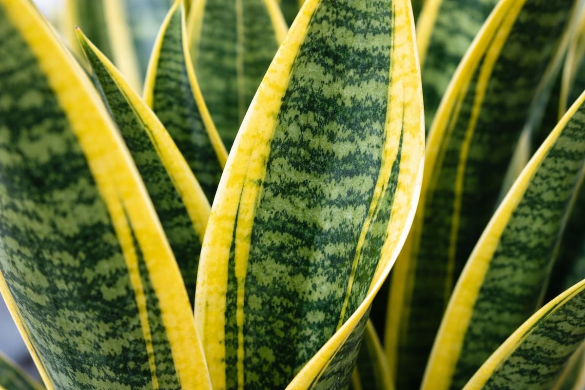 Golden snake plant variegation patterns