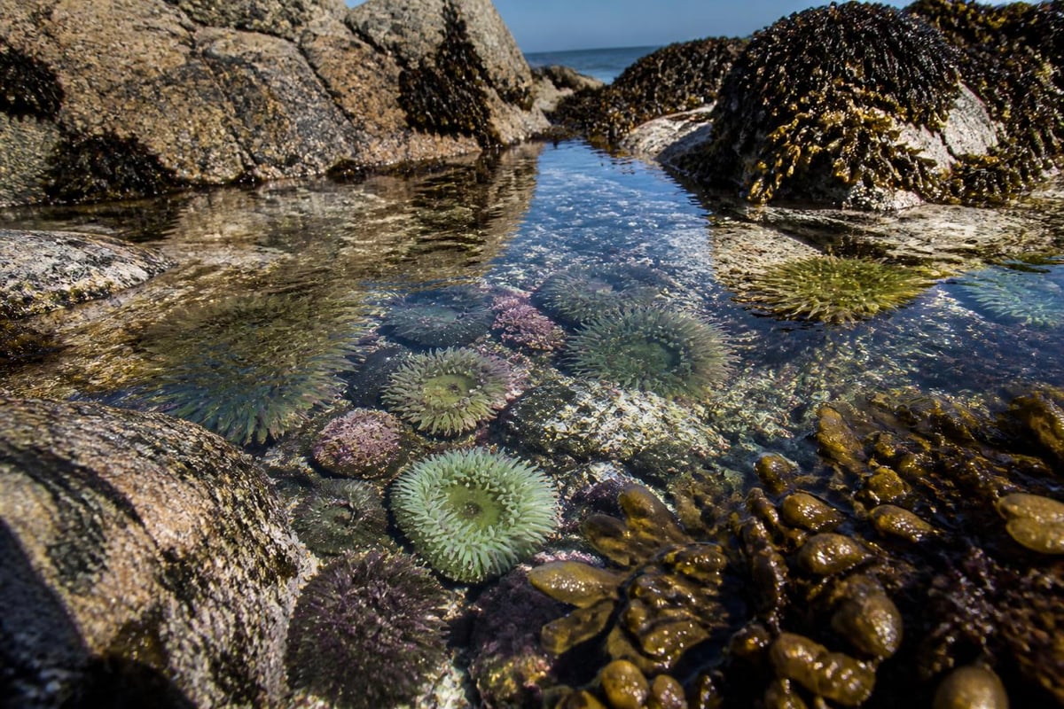 Tidal pool ecosystem
