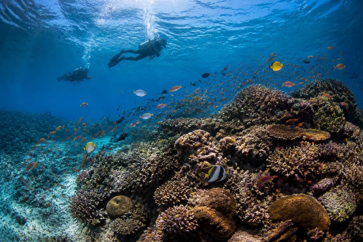 Verde Island Passage biodiversity
