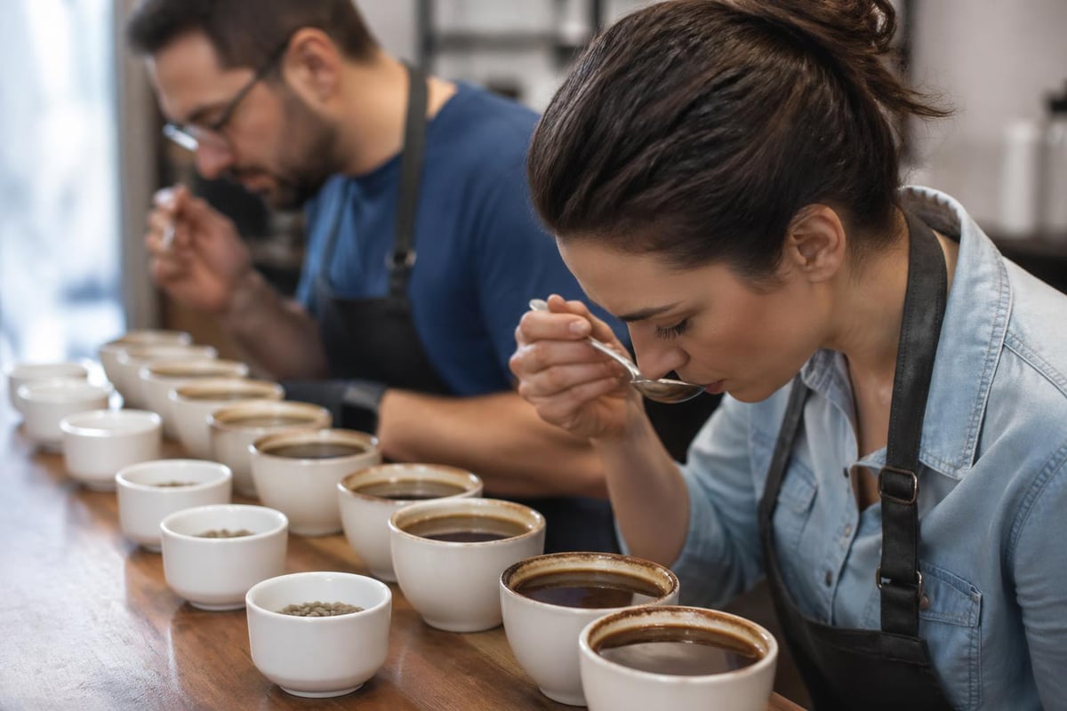 Specialty coffee grading criteria