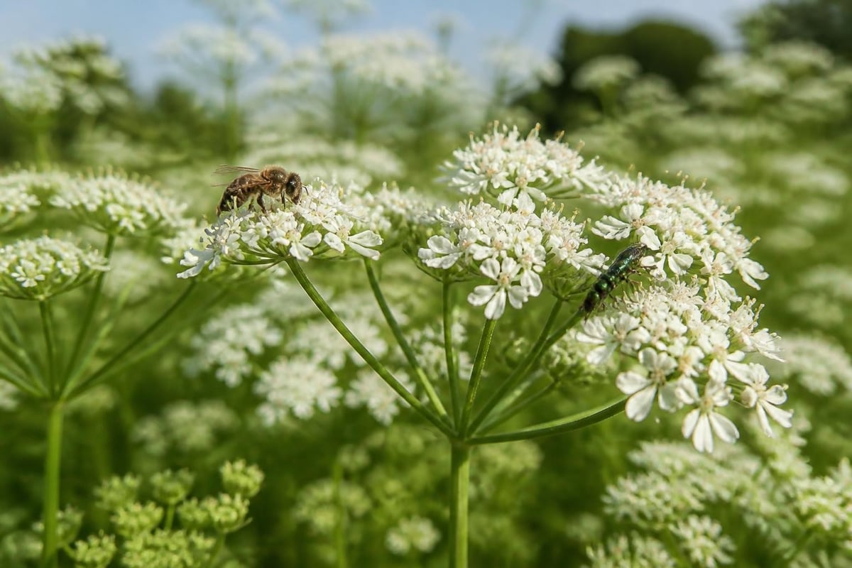 Rôle écologique de la coriandre fleur