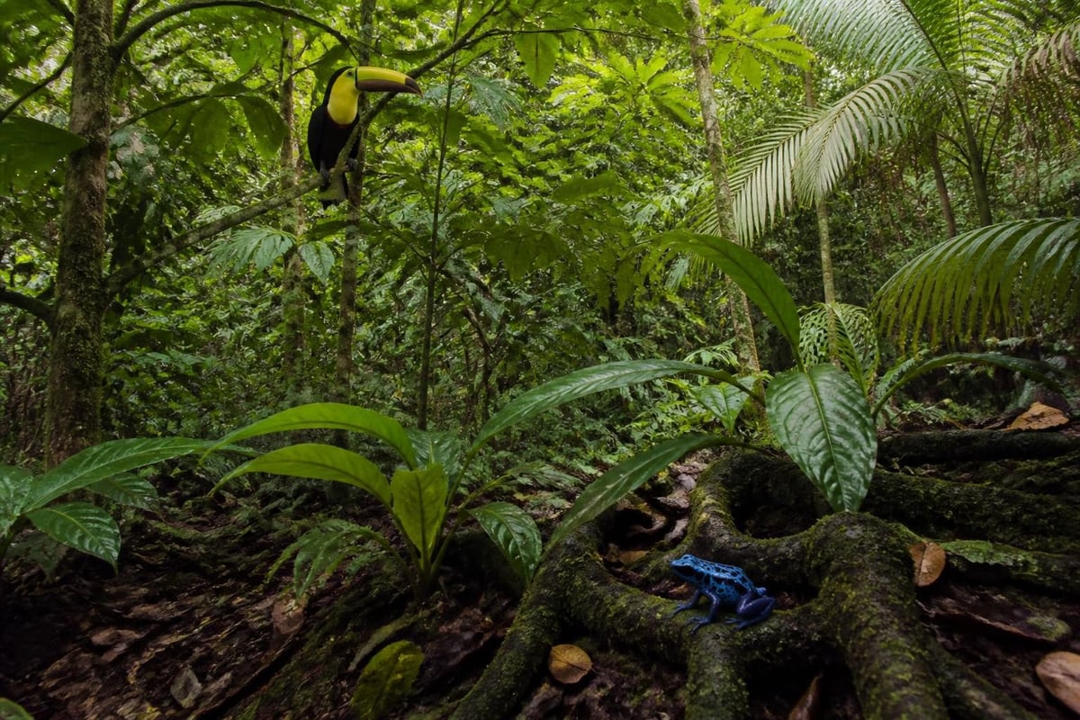 Costa Rica jungle biodiversity