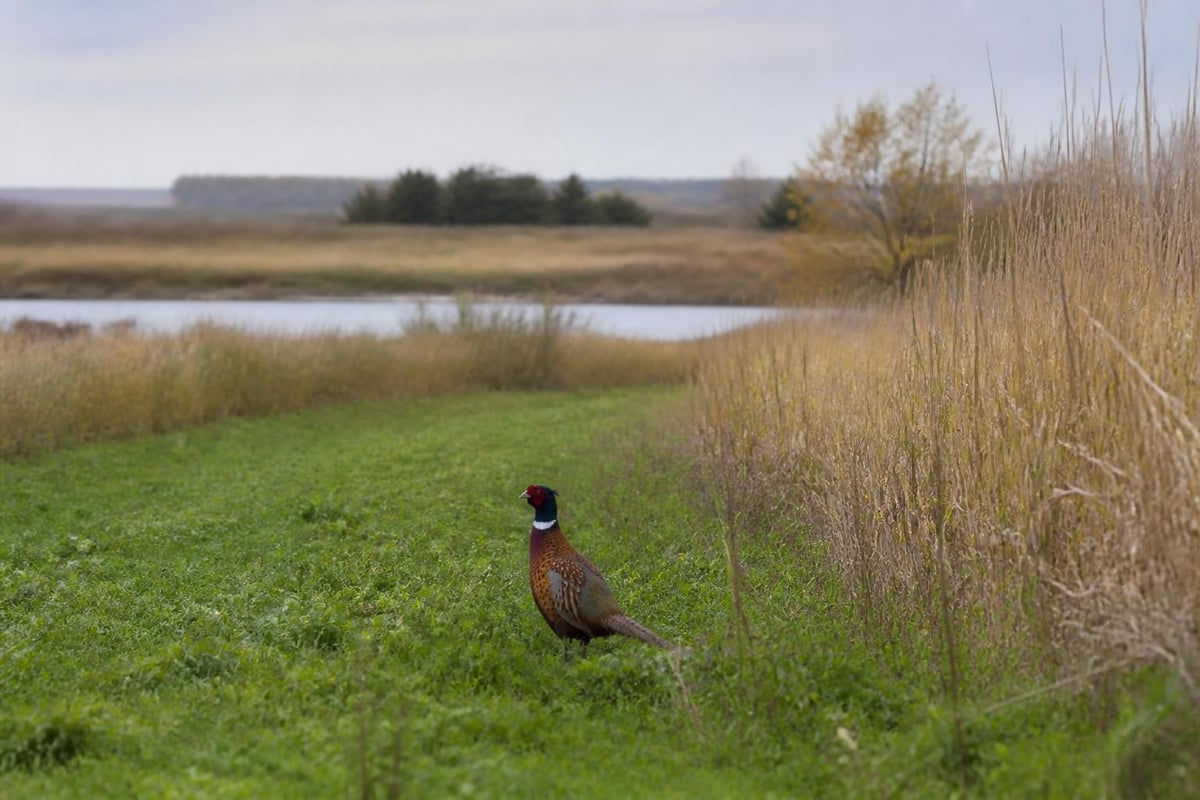Pheasant lodge habitat management elements