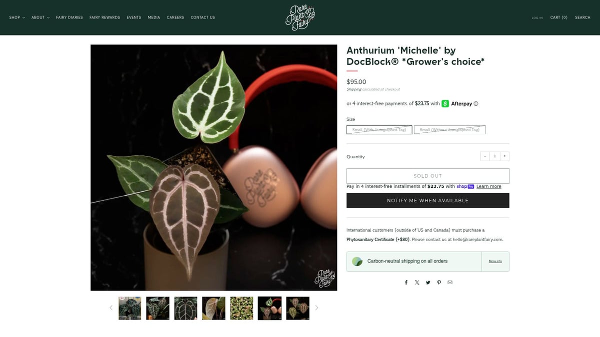 7 Anthurium Rare Varieties Collectors Are Obsessed With in 2025 - Anthurium 'Michelle' by DocBlock®