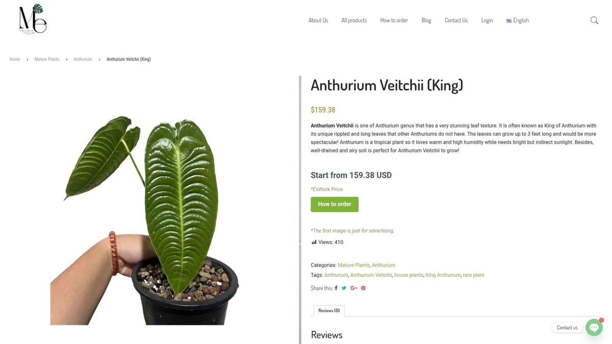 7 Anthurium Rare Varieties Collectors Are Obsessed With in 2025 - Anthurium Veitchii (King Anthurium)