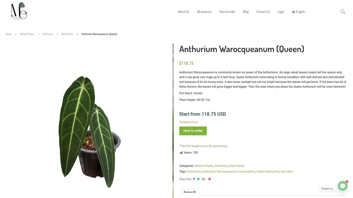 7 Anthurium Rare Varieties Collectors Are Obsessed With in 2025 - Anthurium Warocqueanum (Queen Anthurium)