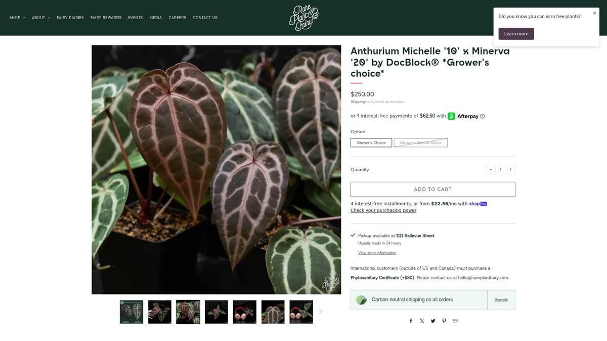 7 Anthurium Rare Varieties Collectors Are Obsessed With in 2025 - Anthurium Michelle '10' x Minerva '20' by DocBlock®