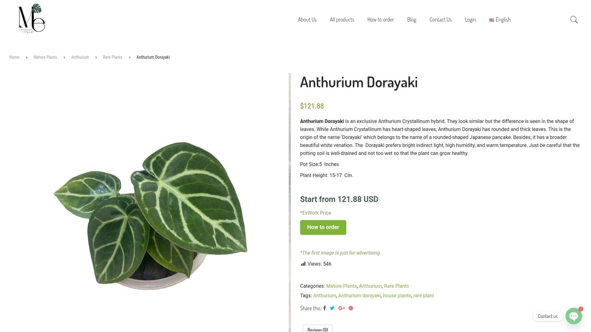 7 Anthurium Rare Varieties Collectors Are Obsessed With in 2025 - Anthurium Dorayaki