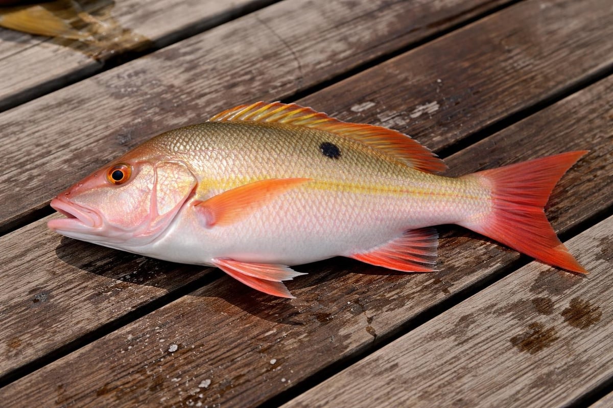 Mutton snapper identification