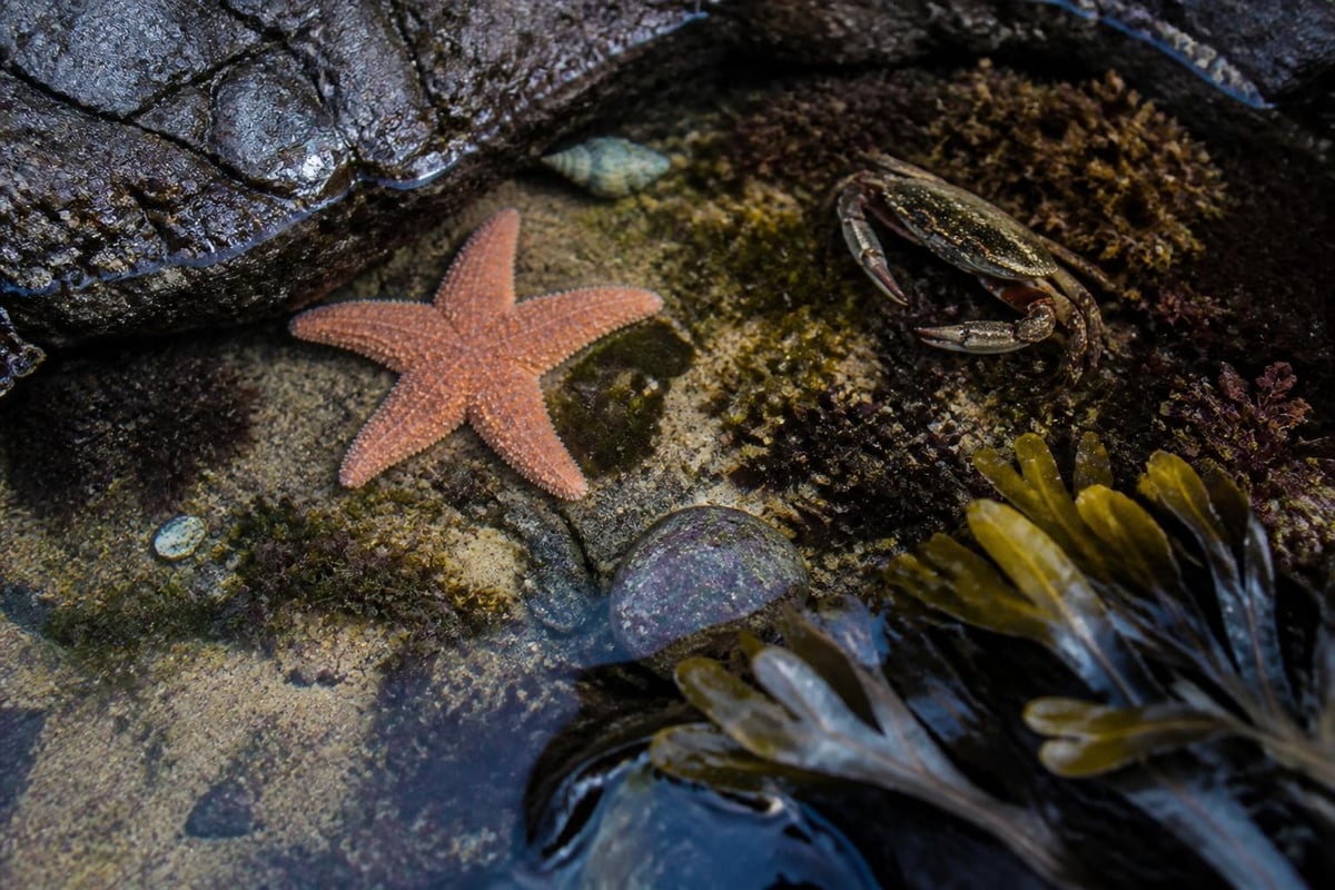 Tide pool ecosystem diversity