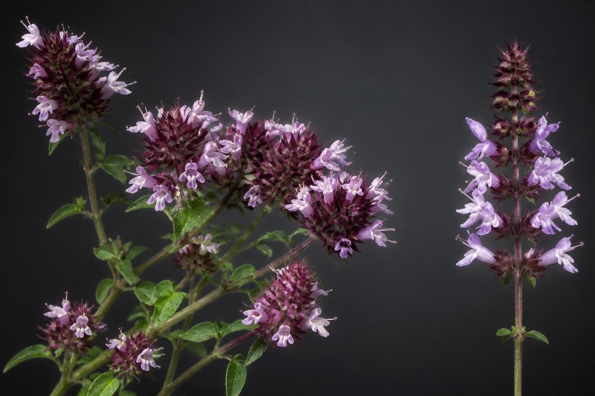 Anatomie florale de l'origan