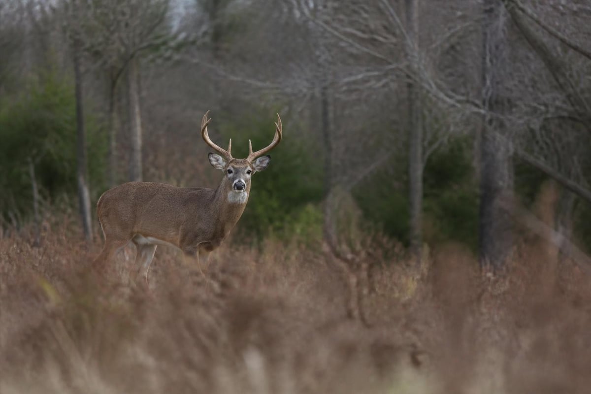 Rut period bedding strategy