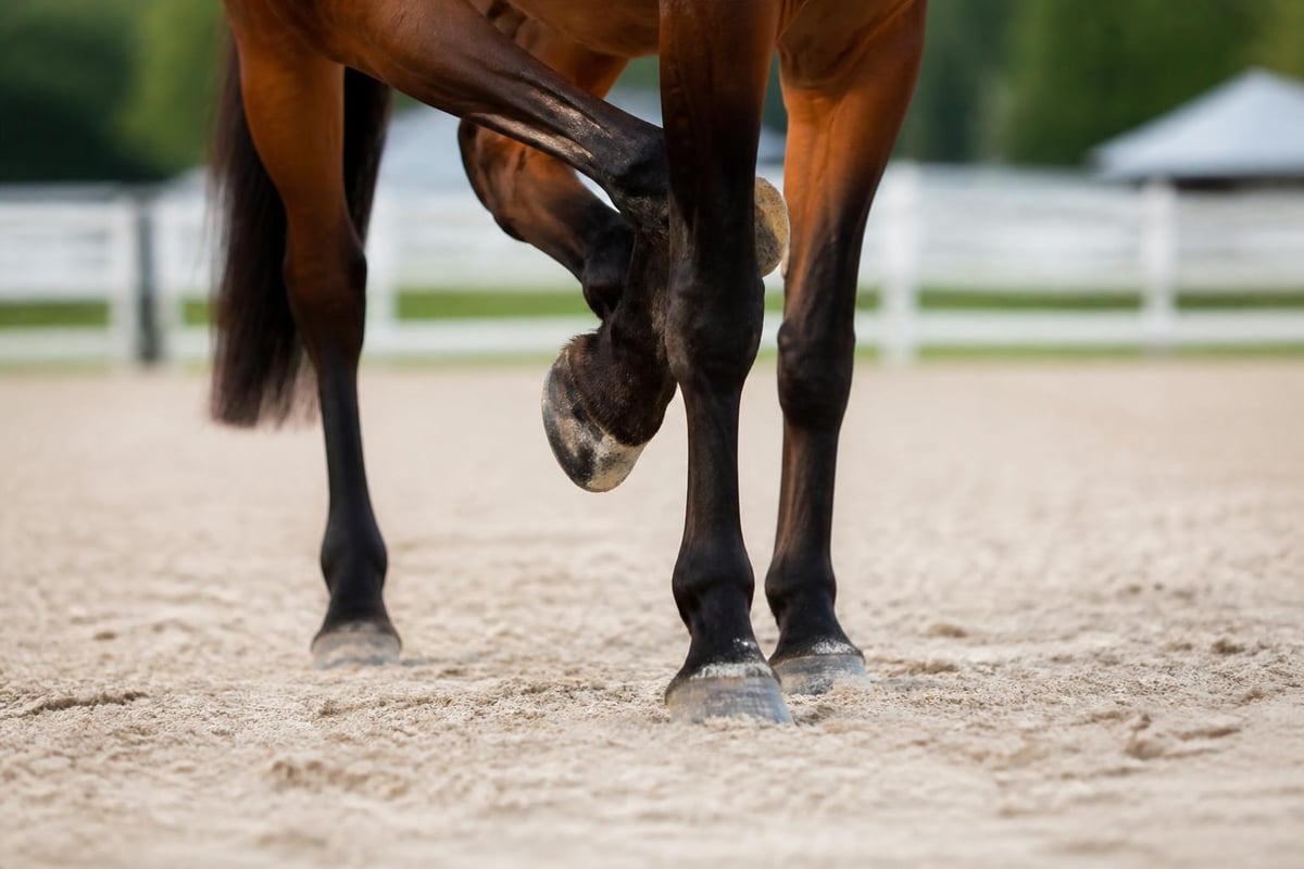 Equine medication conditions