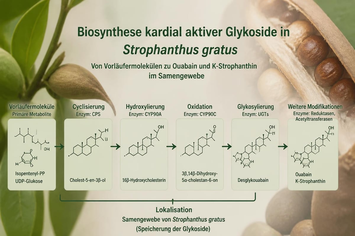 Strophanthus Glykosid-Biosynthese