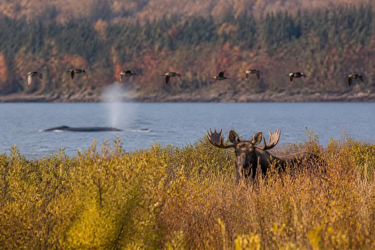 Maine wildlife viewing seasons