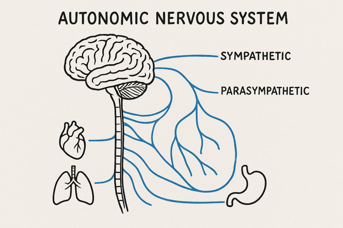 Hvad er det autonome nervesystem?