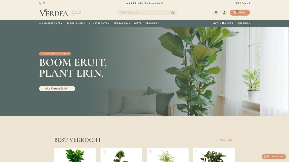 Sansevieria Plant Gids: Alles Over Verzorging en Groei 2026 - Sansevieria kopen bij Verdea: vers van de kweker