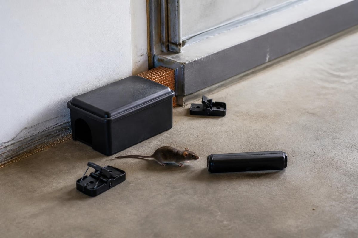 Pest Products: A Complete Guide for Richmond Homeowners 3 Rodent control product placement strategy