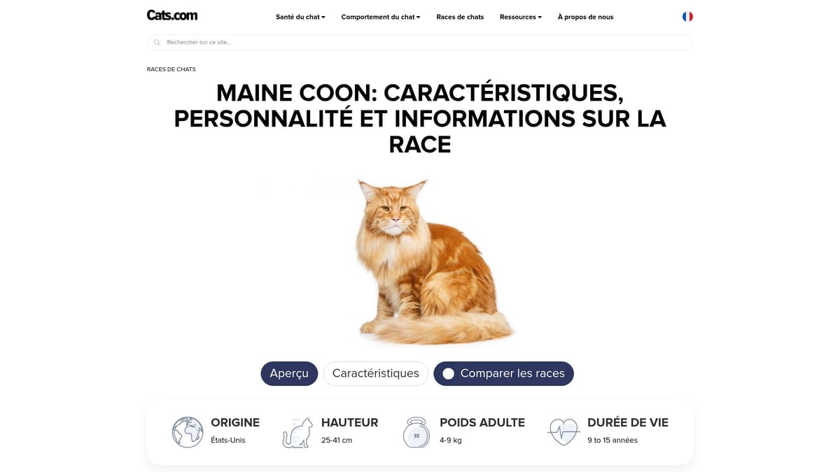 9 Chats Poil Long À Découvrir Absolument En 2025 - Maine Coon