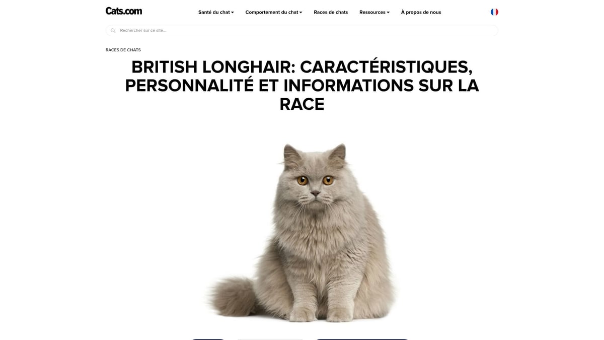 9 Chats Poil Long À Découvrir Absolument En 2025 - British Longhair