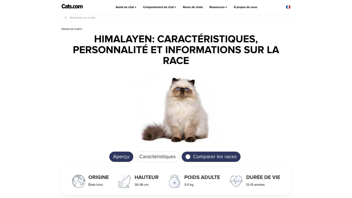 9 Chats Poil Long À Découvrir Absolument En 2025 - Himalayen