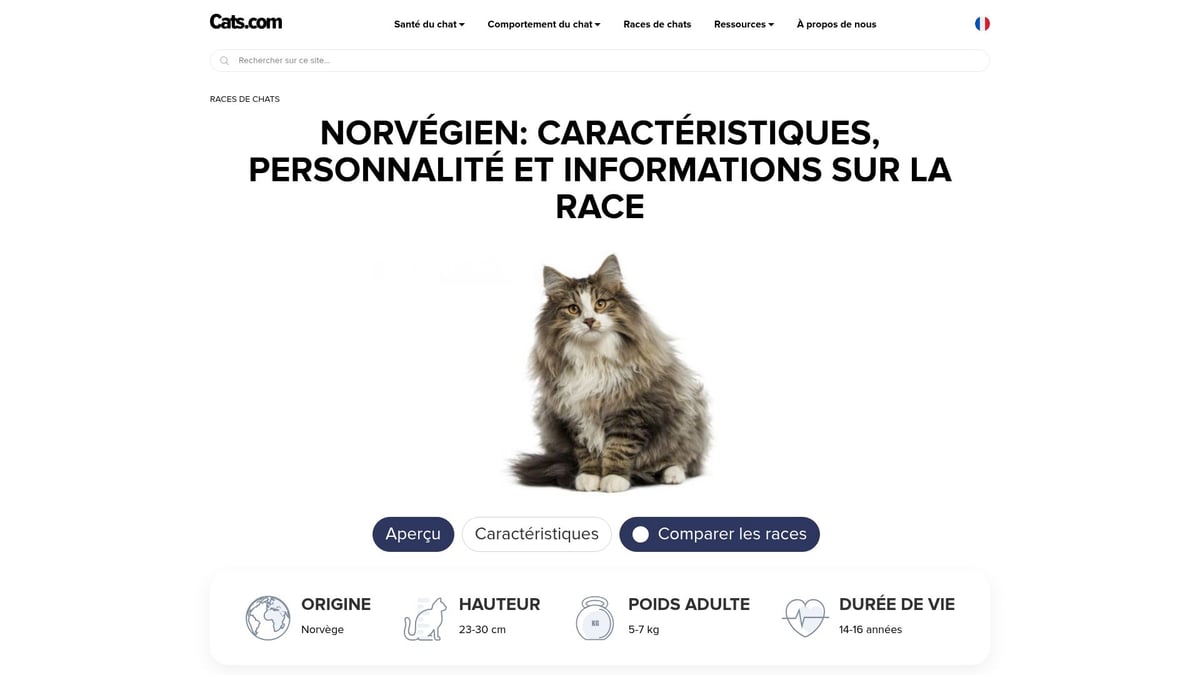 9 Chats Poil Long À Découvrir Absolument En 2025 - Norvégien (Chat des Forêts Norvégiennes)