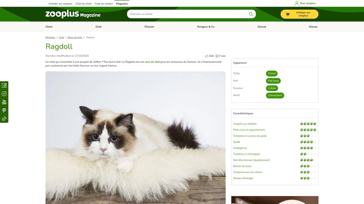 9 Chats Poil Long À Découvrir Absolument En 2025 - Ragdoll