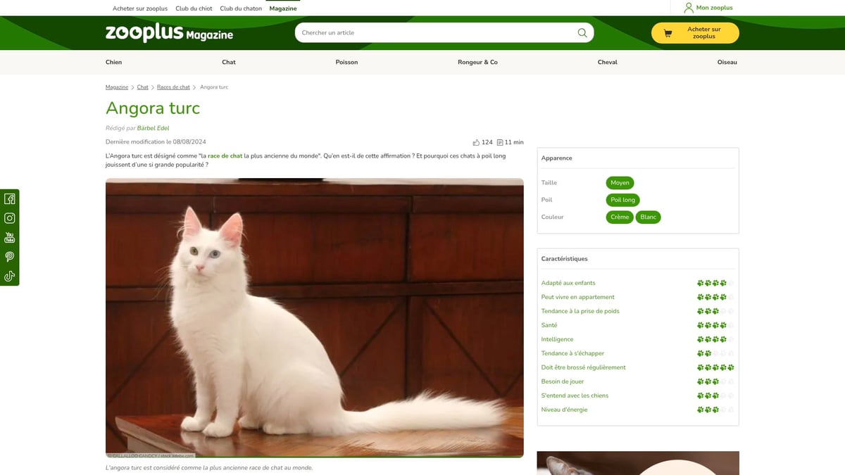 9 Chats Poil Long À Découvrir Absolument En 2025 - Angora Turc