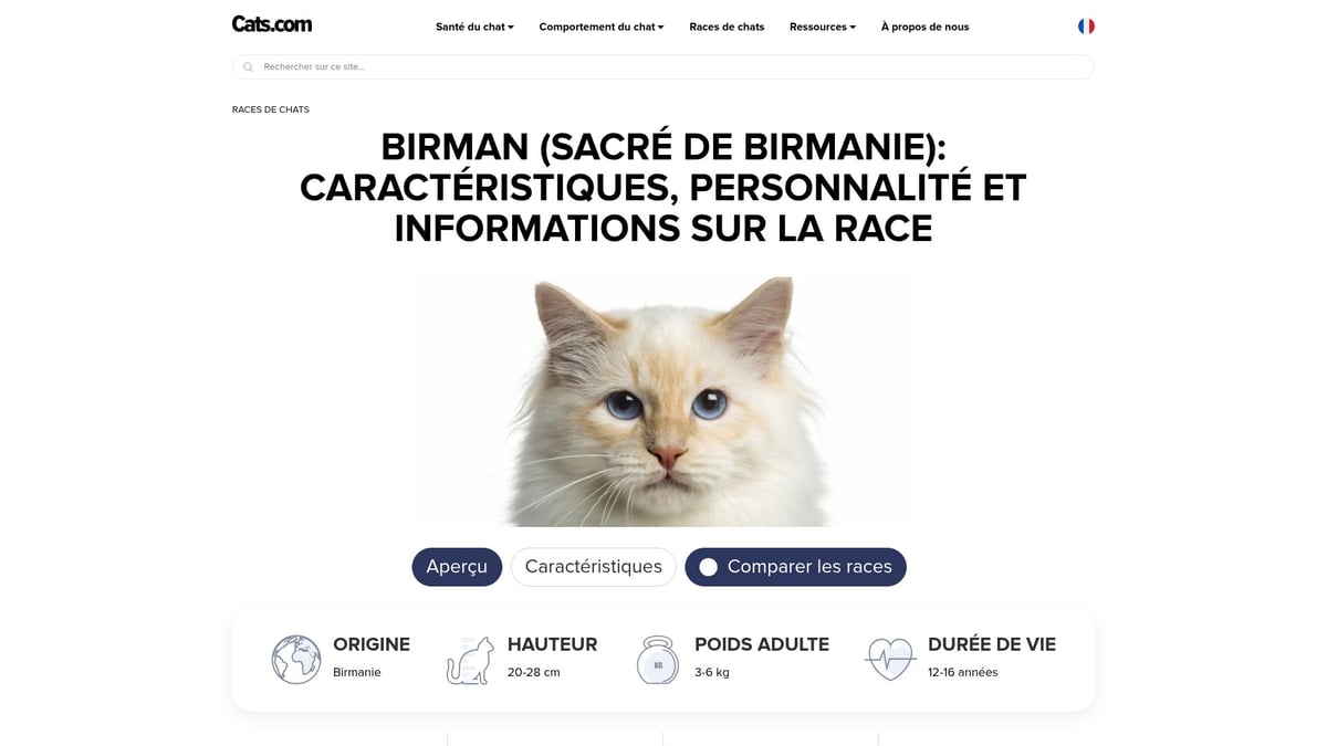 9 Chats Poil Long À Découvrir Absolument En 2025 - Birman (Sacré de Birmanie)