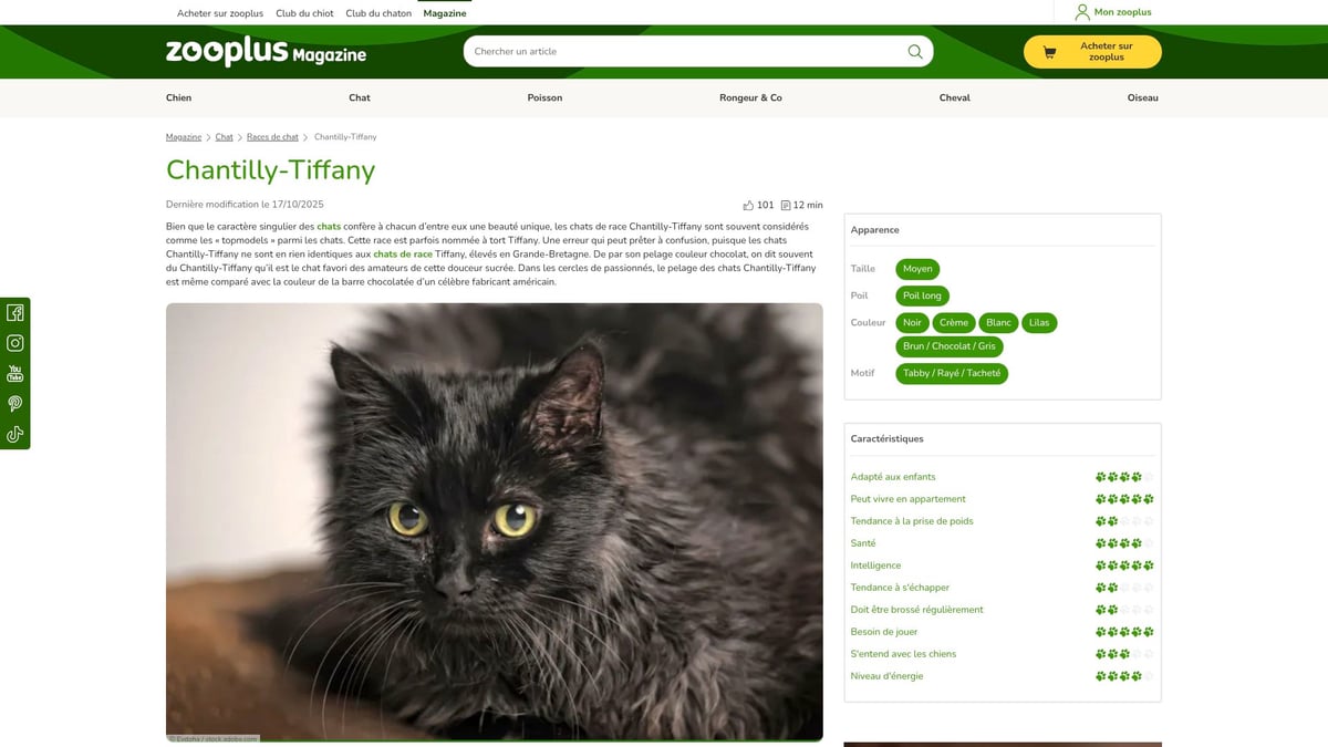 9 Chats Poil Long À Découvrir Absolument En 2025 - Chantilly-Tiffany