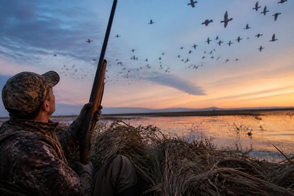 Waterfowl flyway migration patterns