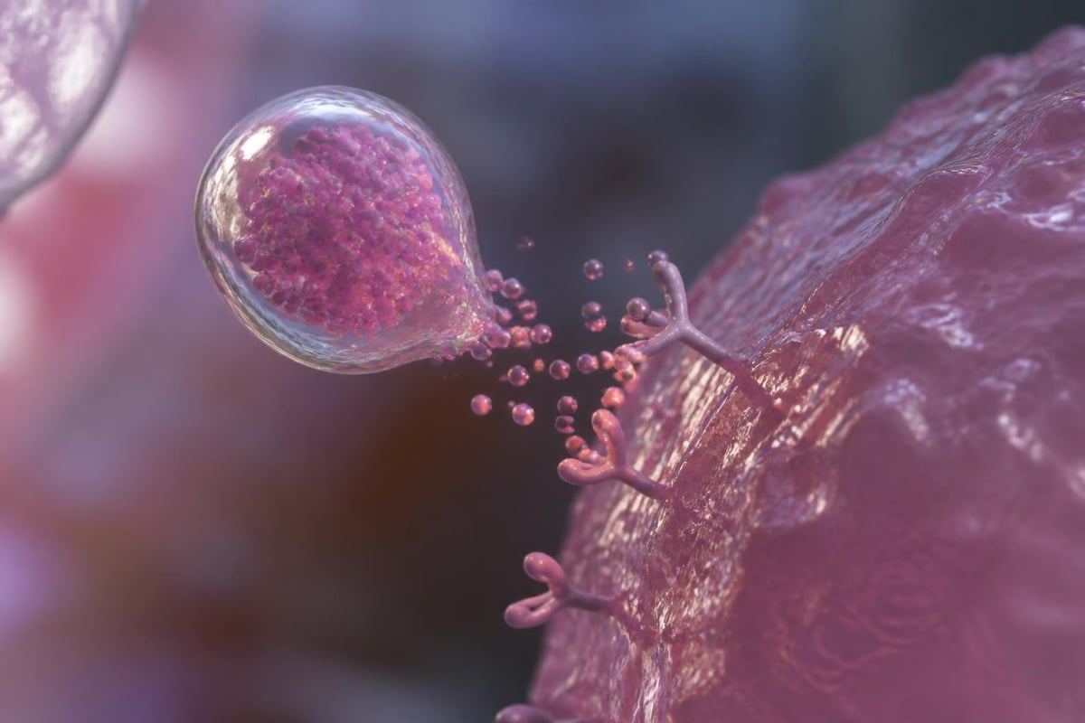 Exosome cellular mechanisms