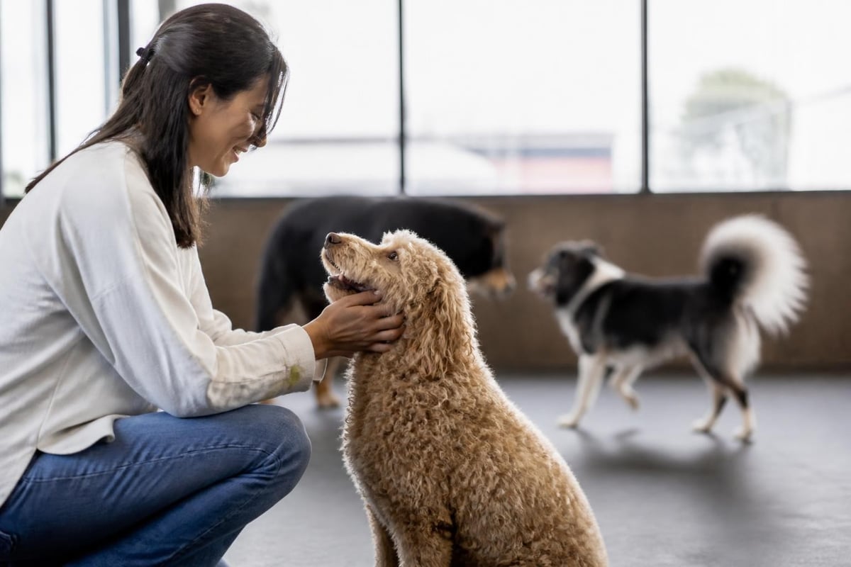 Dog daycare suitability assessment